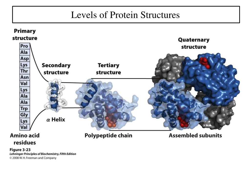 primary structure of protein download free primary structure of protein download free