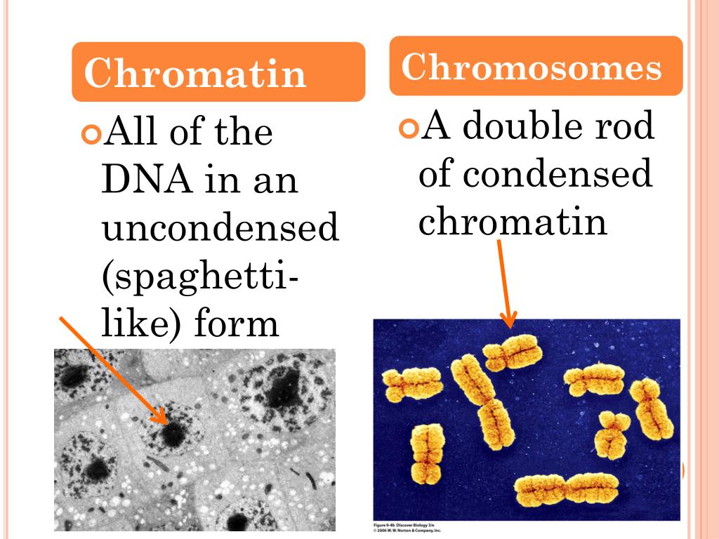 PPT Meiosis Vocabulary PowerPoint Presentation, free download ID
