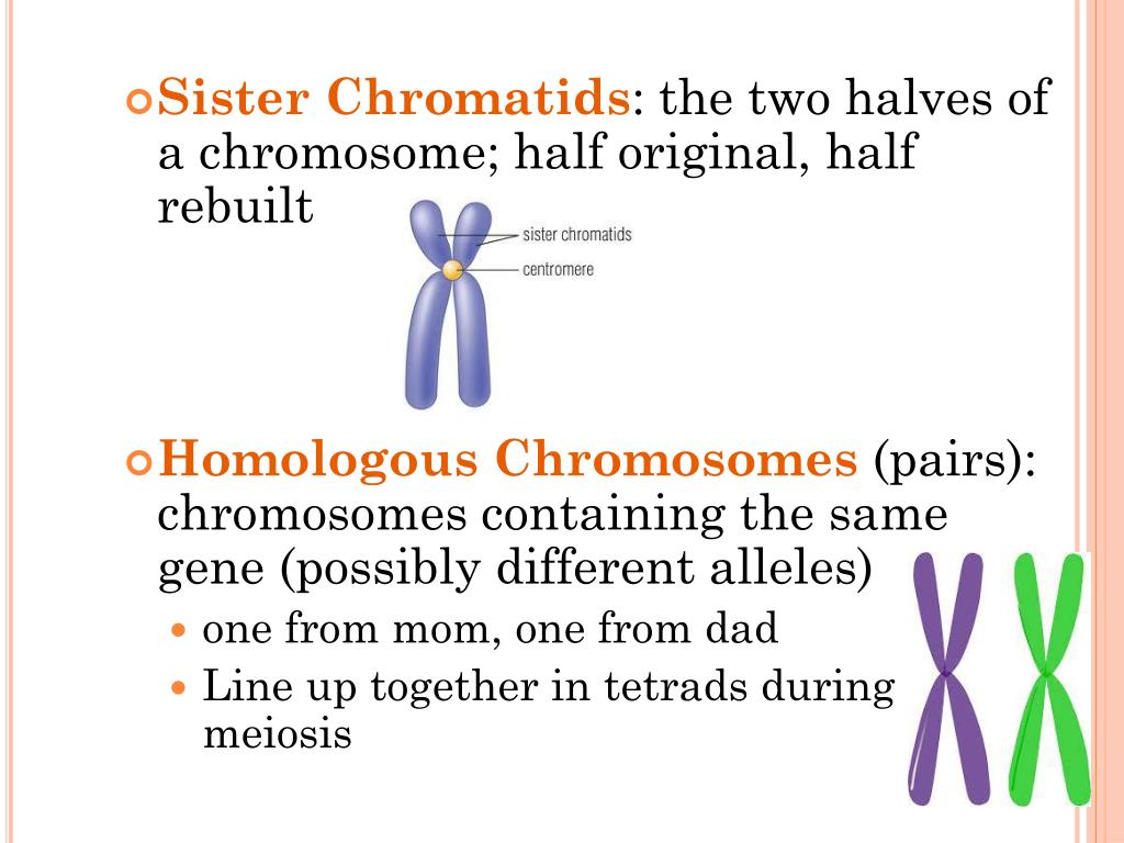 PPT Meiosis Vocabulary PowerPoint Presentation, free download ID