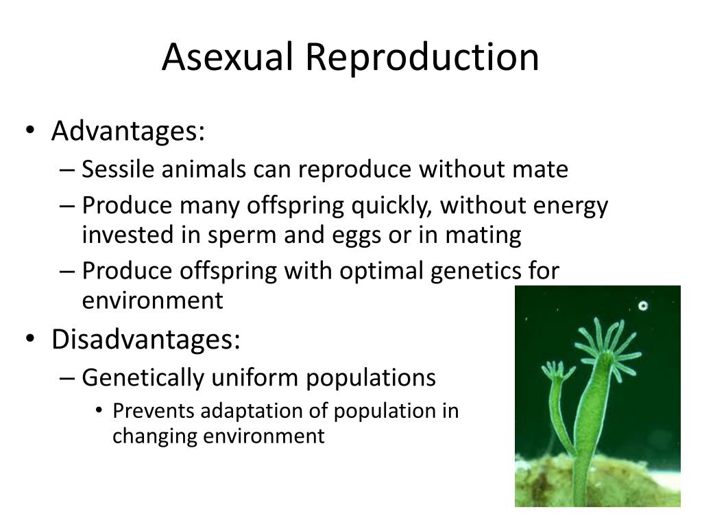 PPT Chapter 13 Meiosis and Sexual Life Cycles PowerPoint