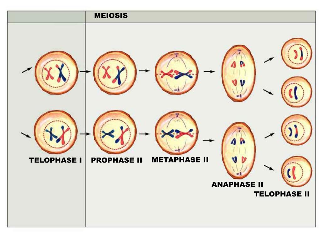 PPT - Meiosis Part 1 PowerPoint Presentation, free download - ID:2128503