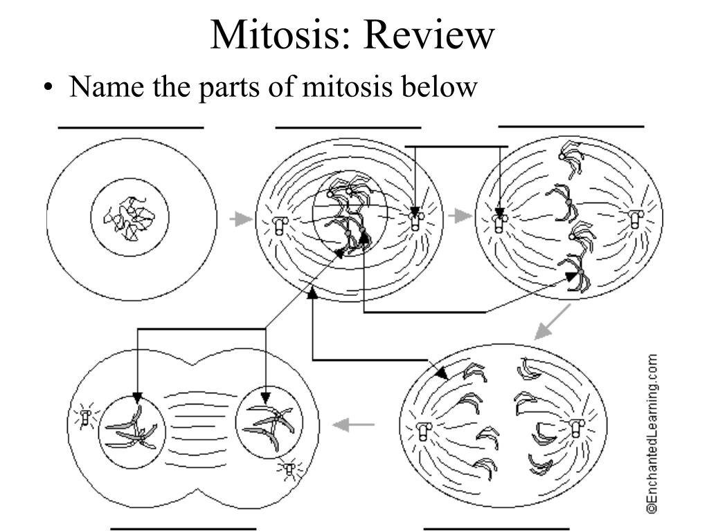 Animal Draw A Sketch To Show How Nondisjunction Occurs During Meiosis for Kids