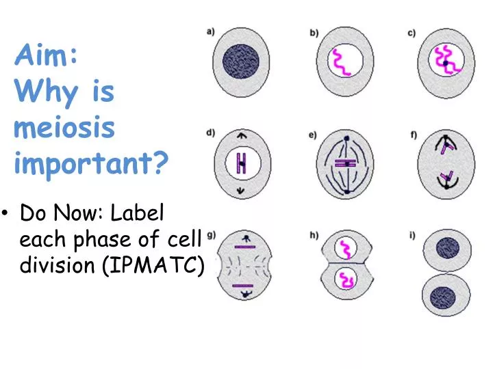 meiosis and answer a meiosis and answer a