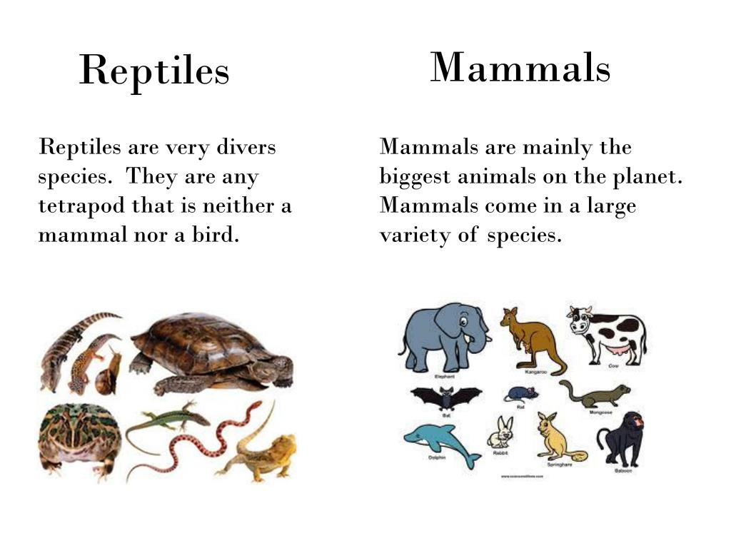 Reptiles mammals. Reptiles mammals Spotlight 3 класс. Reptile or mammal. Mammals and Reptiles Worksheets for Kids. It is a Reptile /a mammal.