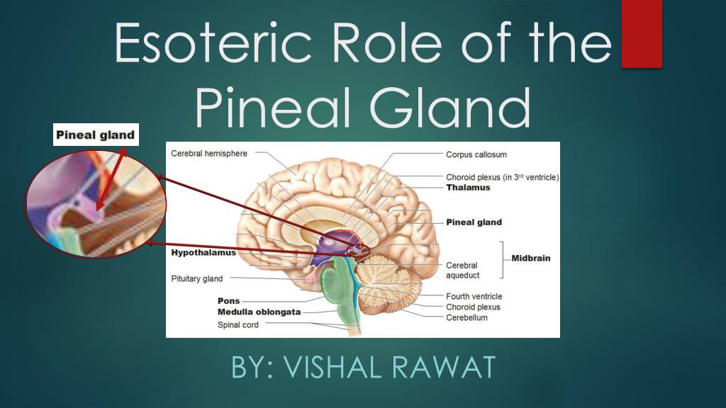 Pineal divine gland nectar Pineal Hoodies
