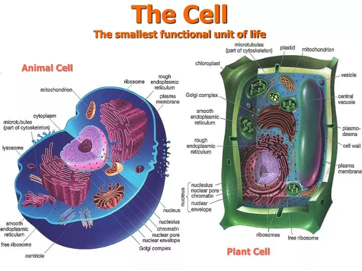 Ppt The Cell The Smallest Functional Unit Of Life Powerpoint Presentation Id 2130065