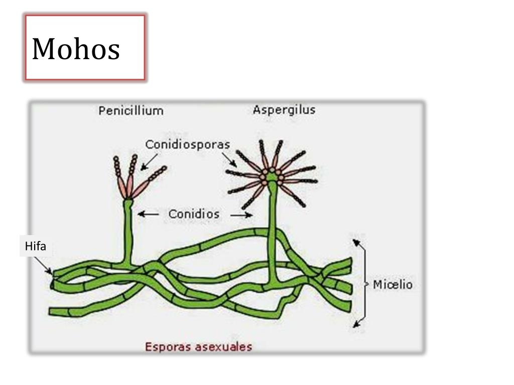 PPT ENFERMEDADES PRODUCIDAS POR HONGOS PowerPoint Presentation Free PPT ENFERMEDADES PRODUCIDAS POR HONGOS PowerPoint Presentation Free