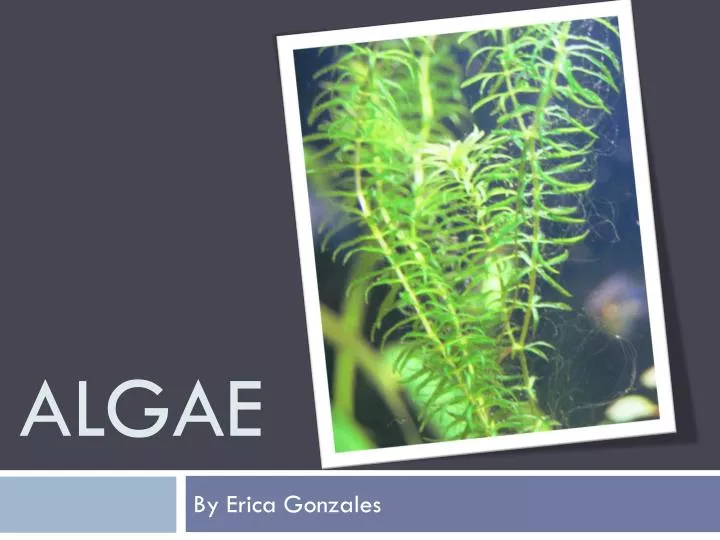 ppt-algae-powerpoint-presentation-free-download-id-2130322