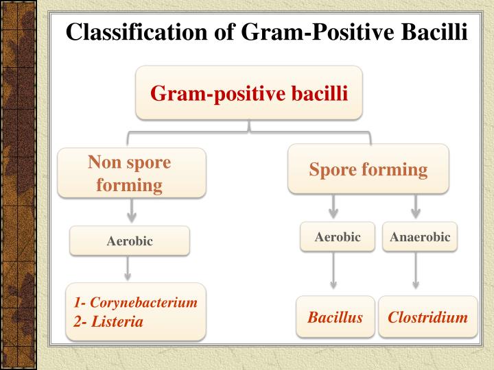 Ppt Identification Of Gram Positive Bacilli Powerpoint | Sexiz Pix