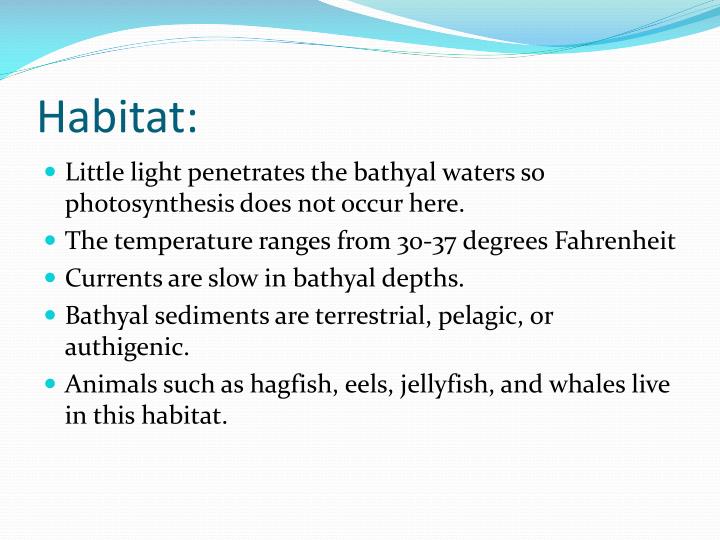 PPT Bathyal Zone of the Aquatic Biome PowerPoint Presentation ID