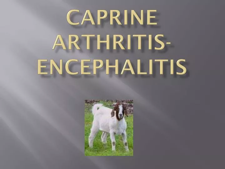 cause caprine arthritis encephalitis in goats cause caprine arthritis encephalitis in goats