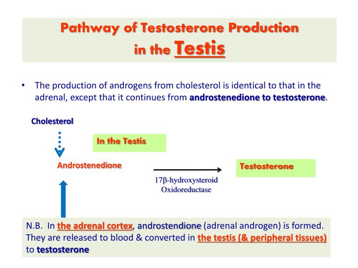 PPT - Steroid Hormone Synthesis In Adrenal Cortex PowerPoint ...