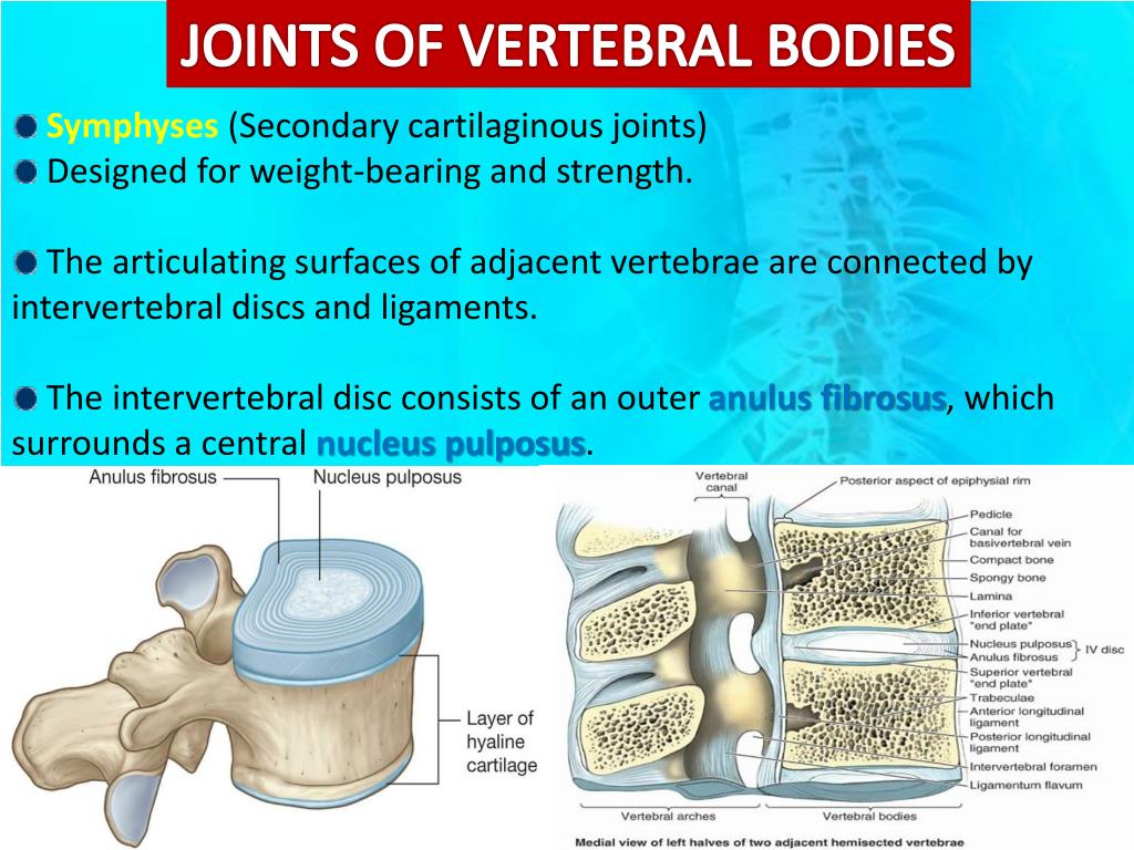 PPT Joints of the vertebral bodies Joints of the vertebral arches