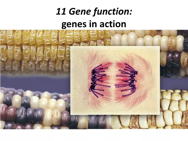 11 gene function genes in action n.