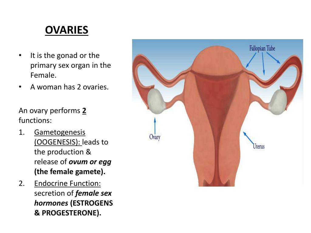 Ppt Female Reproductive System Powerpoint Presentation Free Download 
