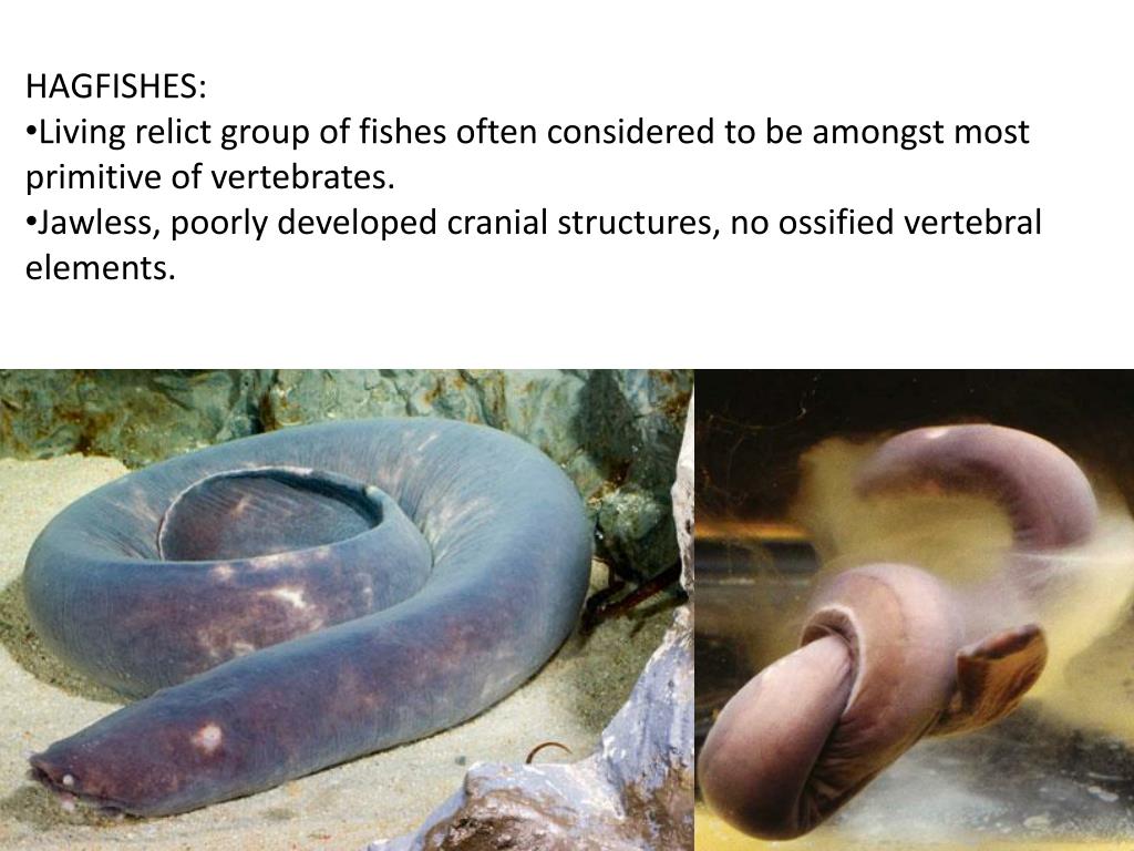 PPT - Stuart S. Sumida Biology 342 ( Simplified) Phylogey of Fishes ...