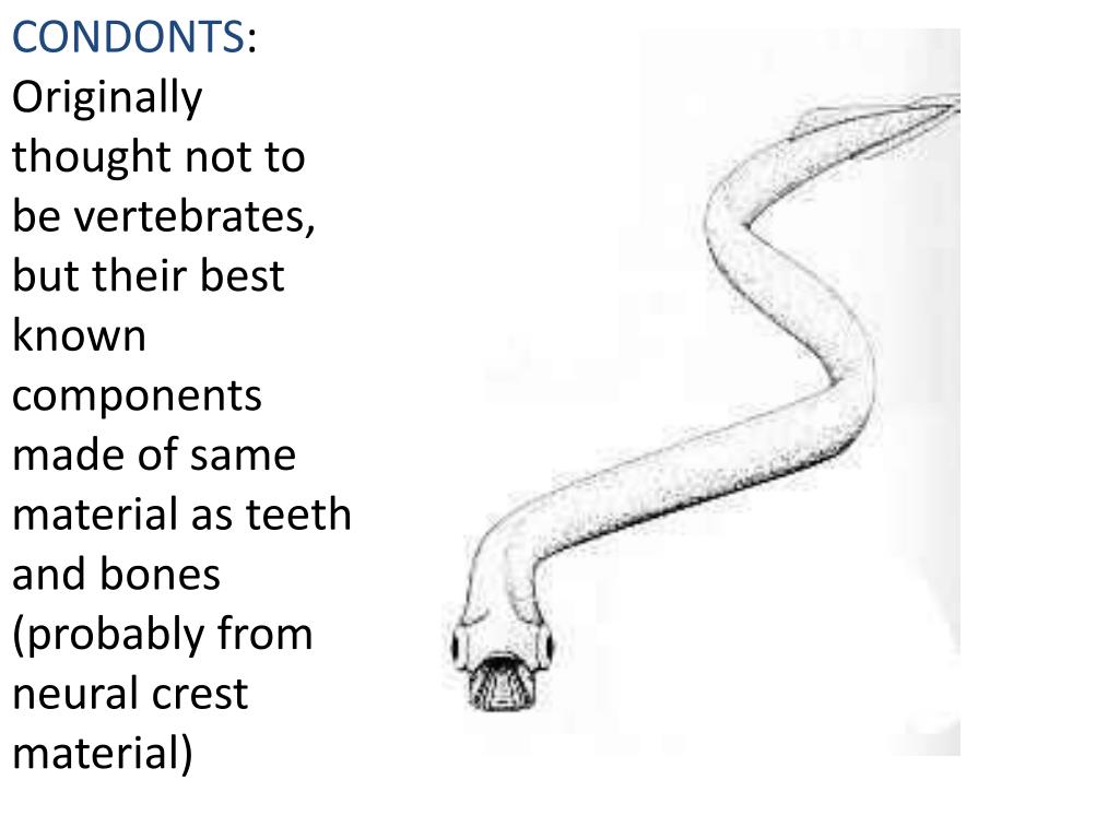 PPT - Stuart S. Sumida Biology 342 ( Simplified) Phylogey of Fishes ...