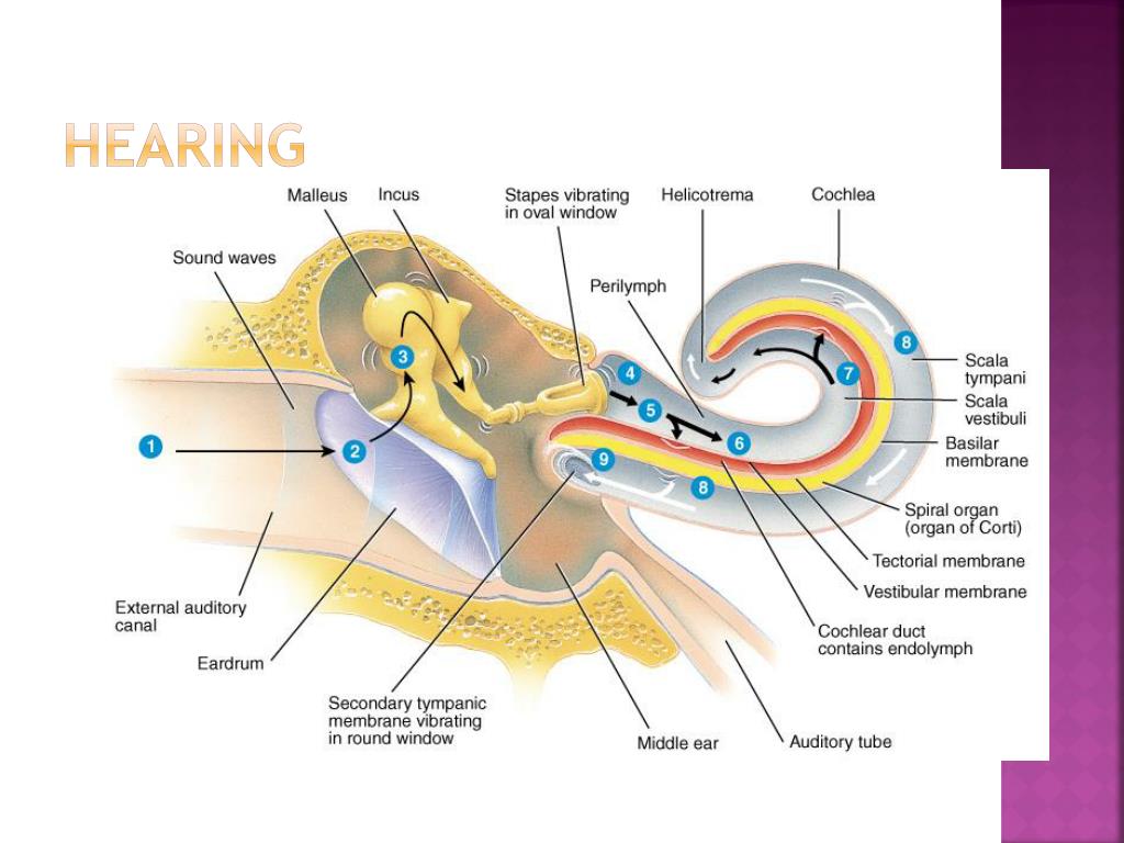 Hearing Organs Which Vibrate In Response To Sound PPT - The Special Senses PowerPoint Presentation, free download - ID