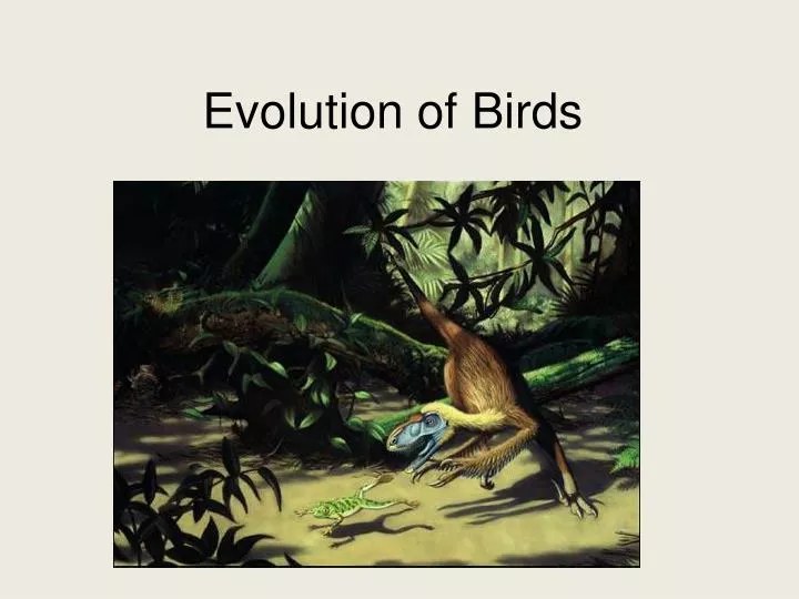 PPT Evolution of Birds PowerPoint Presentation, free download ID