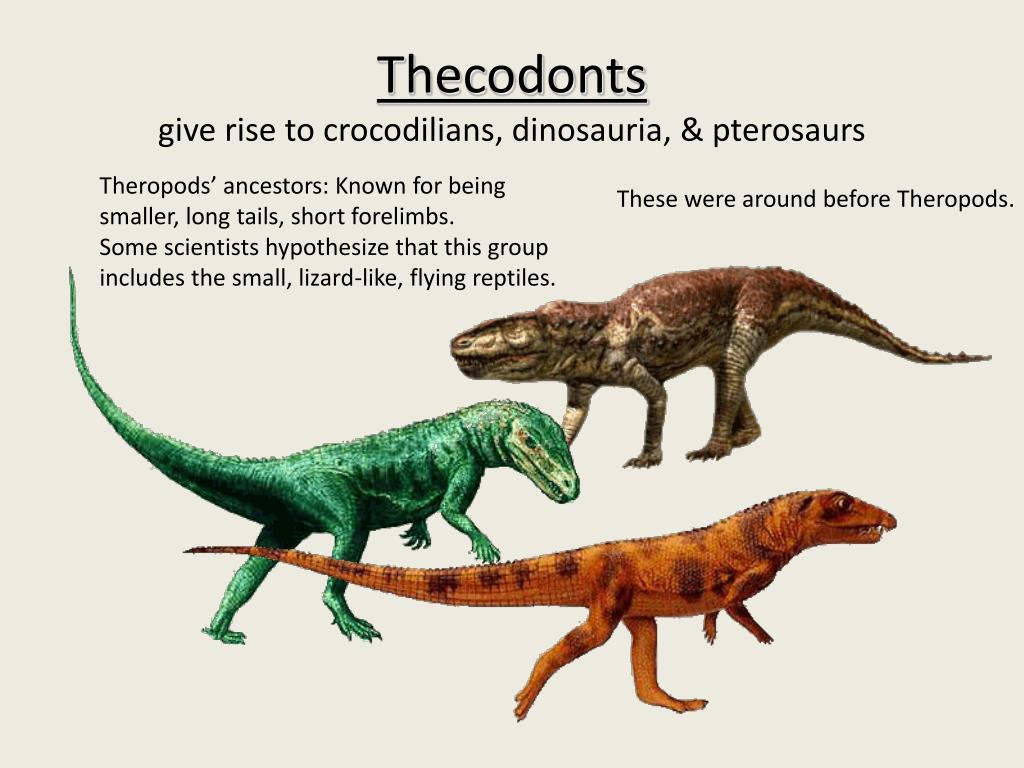 dinosaurs evolved into birds