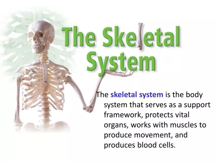 skeletal system parts functions powerpoint presentation