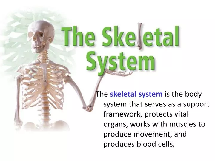 powerpoint presentation of skeletal system