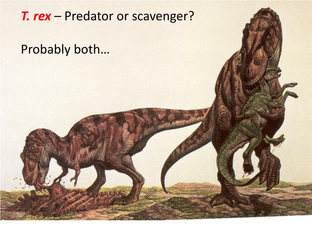 PPT - Stuart S. Sumida Biology 342 ( Simplified)Phylogeny of ...