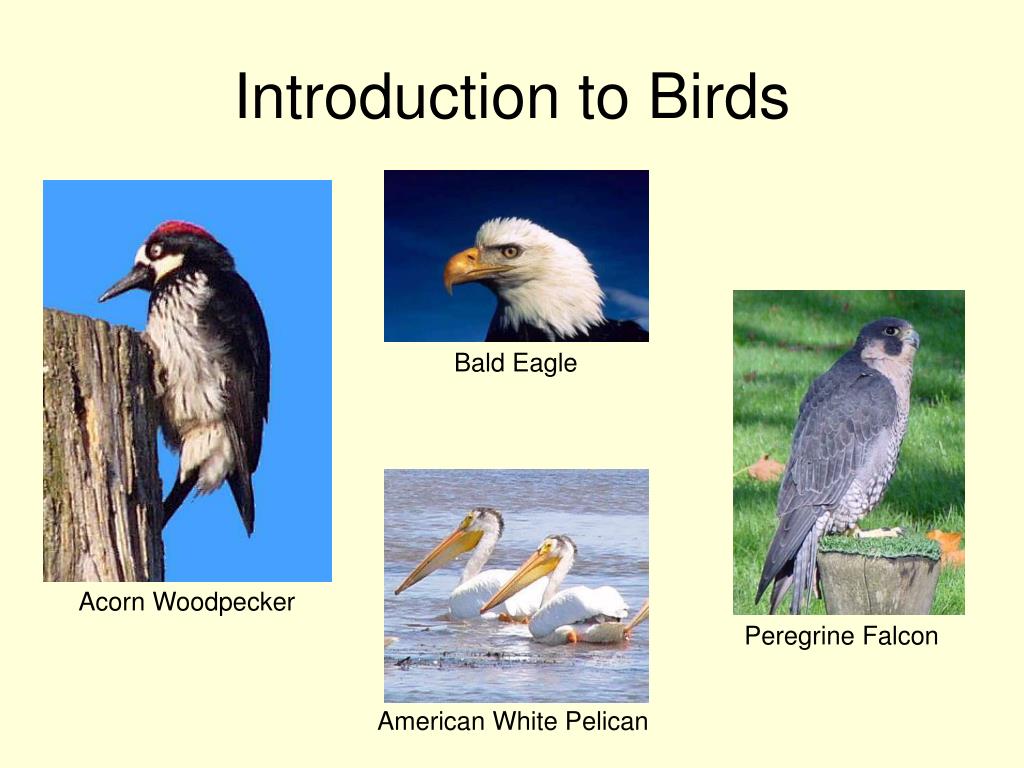 types of birds presentation