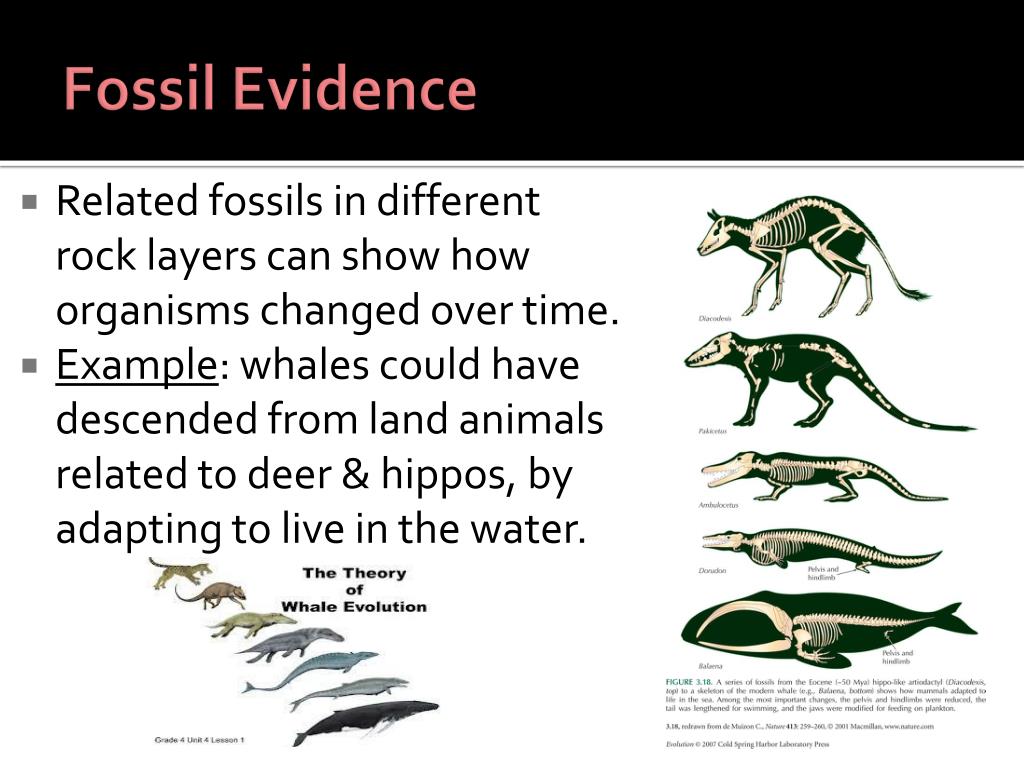 PPT Evidence of Evolution PowerPoint Presentation, free download ID