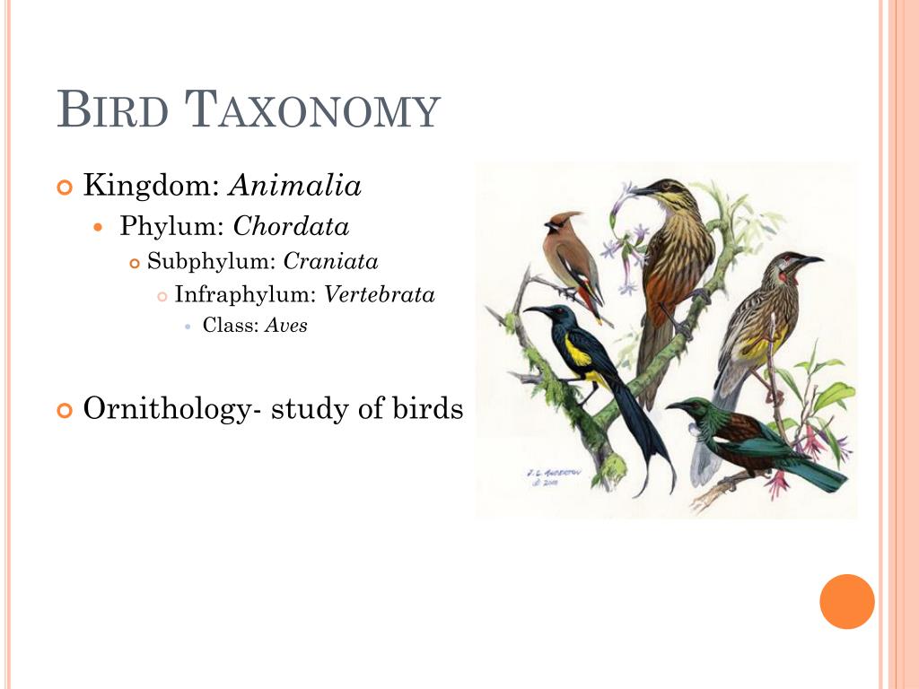 PPT - Birds PowerPoint Presentation, free download - ID:2133490