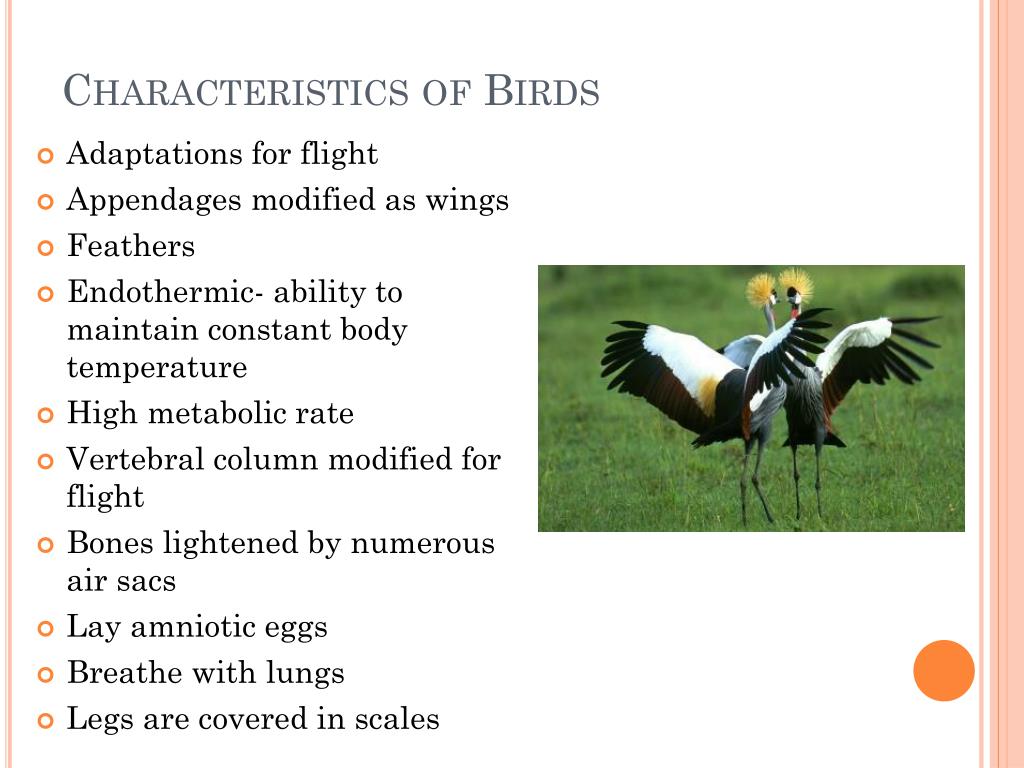 types of birds presentation