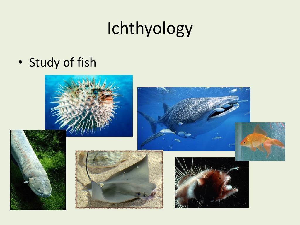PPT - Osteichthyes – “bony fish” PowerPoint Presentation, free download