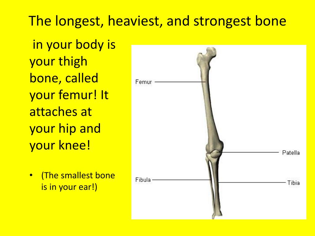 Bones звонок. The longest Bone. Longest Bone in the body. What is the smallest Bone in the Human body. Thigh Bone.
