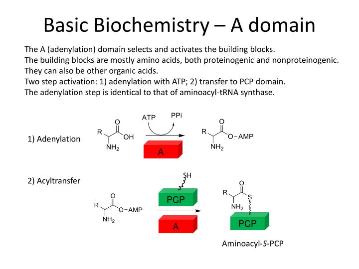 PPT Biosynthesis of Natural Products Nonribosomal Peptides PowerPoint