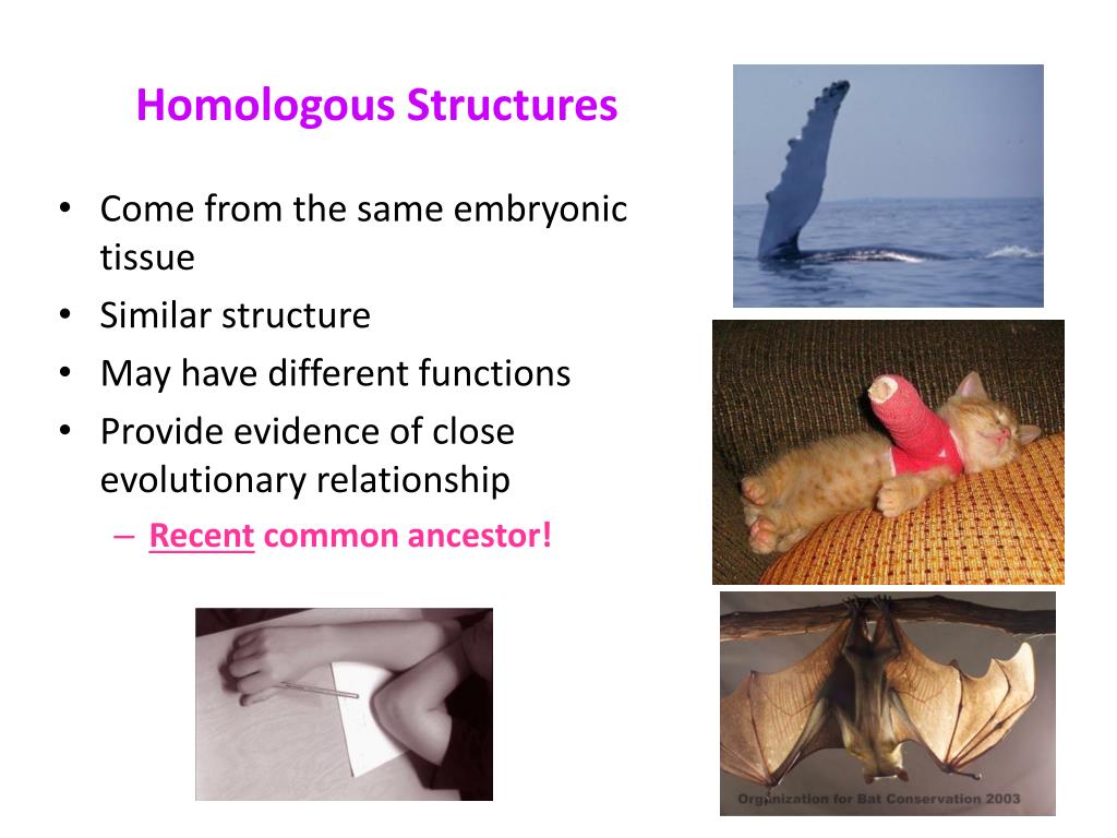 download homologous structures download homologous structures