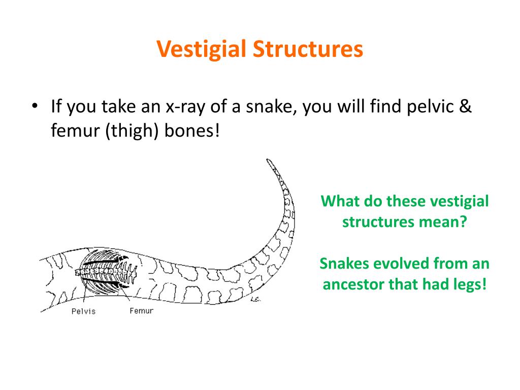 download vestigial structures for free download vestigial structures for free