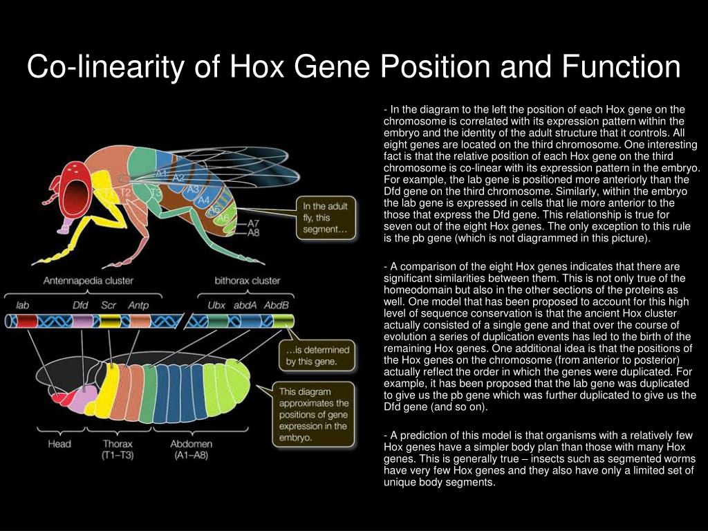 PPT - Establishment of the Body Plan in Drosophila PowerPoint ...