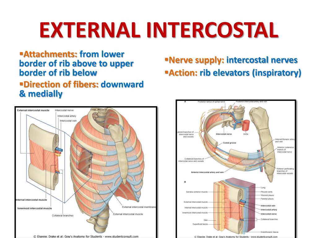 PPT - MUSCLES INVOLVED IN RESPIRATION PowerPoint Presentation, free
