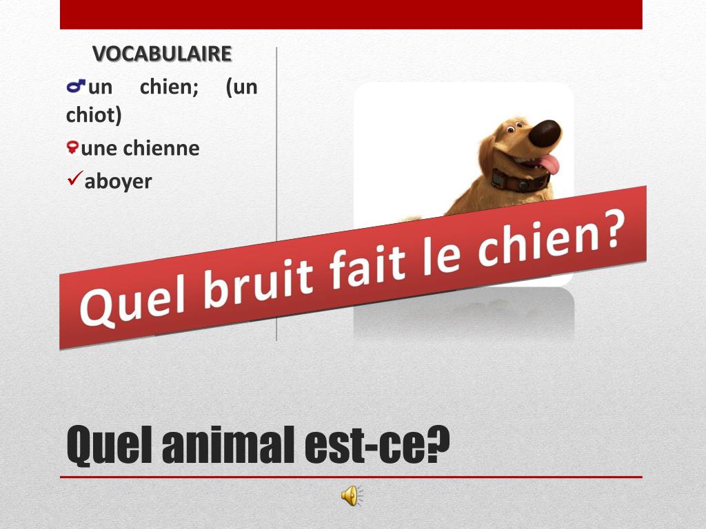 Ppt Les Animaux Powerpoint Presentation Free Download