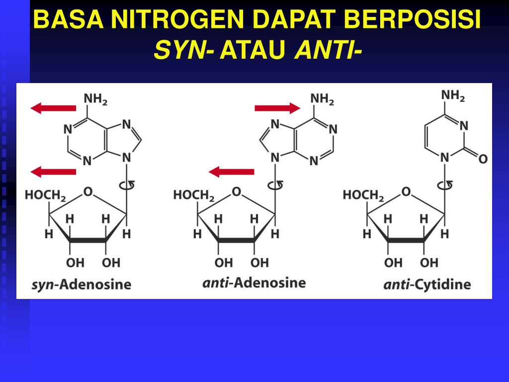 Ферменты нуклеотида ВИЧ. Syn Anti nucleotide.