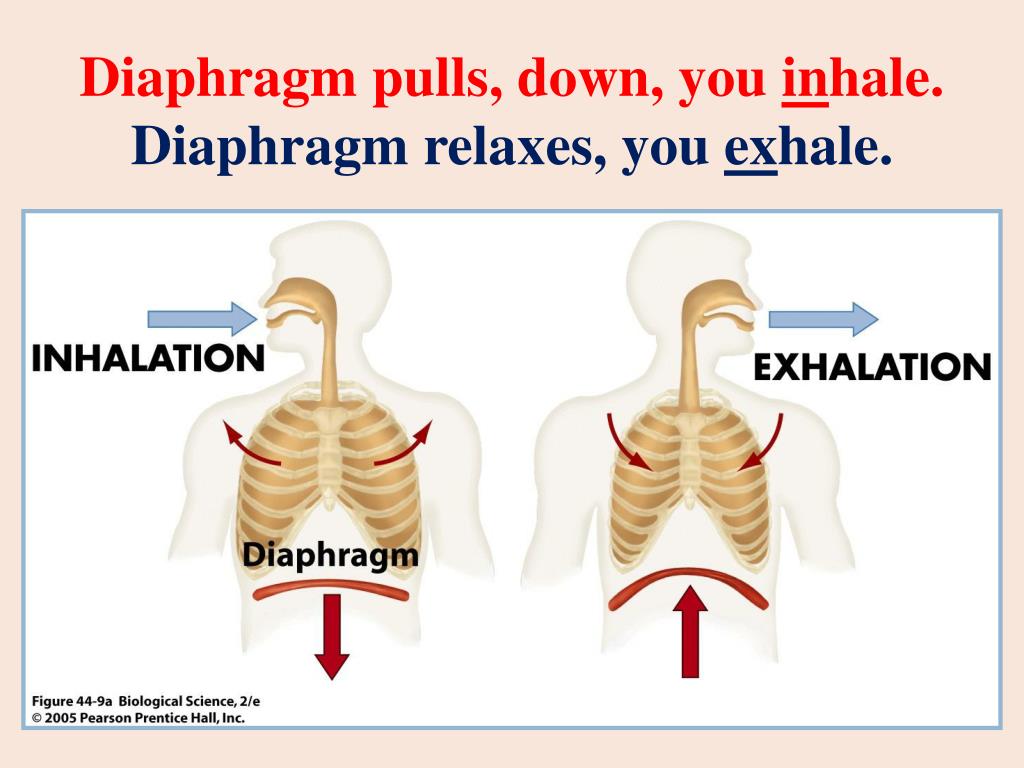 PPT - Respiratory System and Smoking PowerPoint Presentation, free