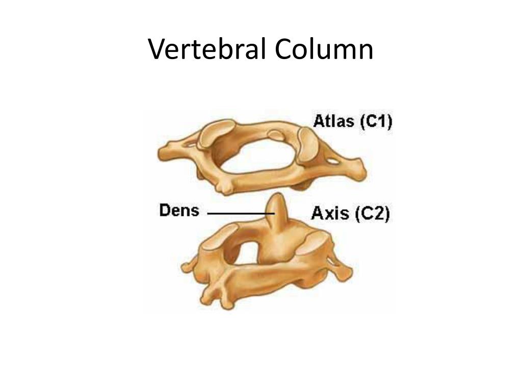 Первые позвонки. Шейные позвонки Атлант и Аксис. Шейные позвонки Атлант и эпистрофей. Атлант Аксис 1 позвонок. Атлант и осевой позвонок.
