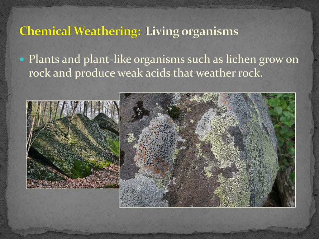 chemical weathering living organisms lichens