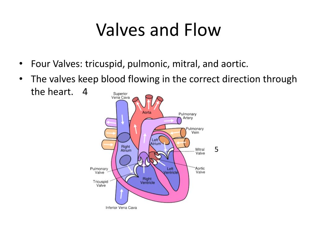 PPT - Cardiovascular Systems PowerPoint Presentation, free download
