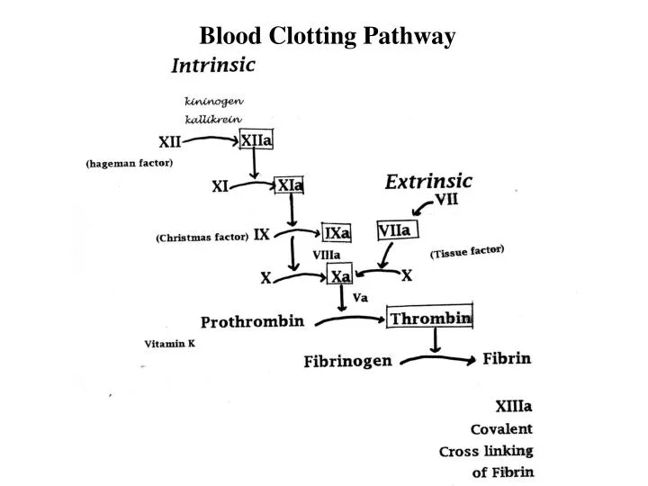 Ppt Blood Clotting Pathway Powerpoint Presentation Free