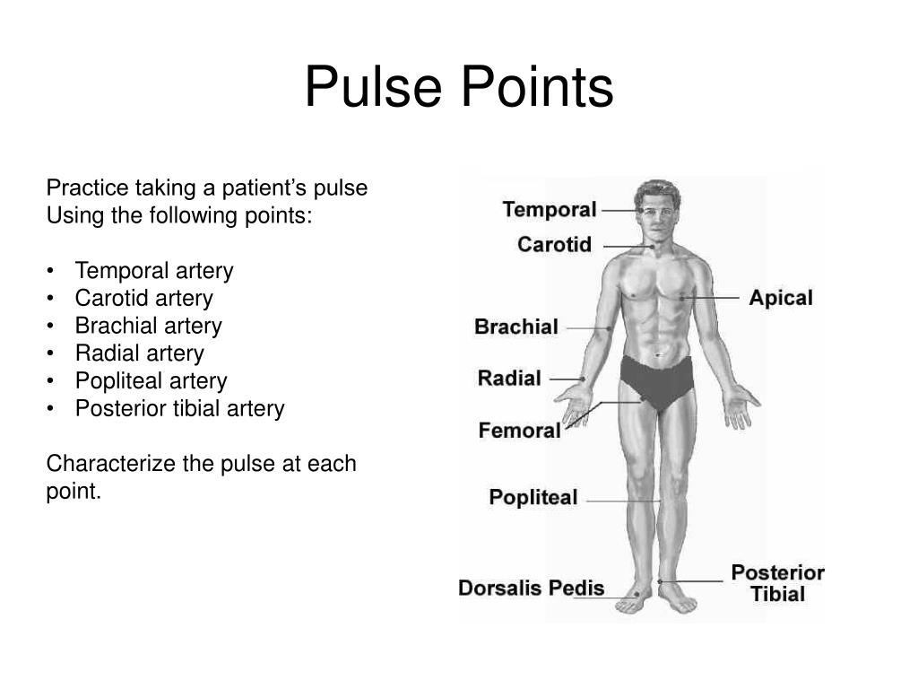 Identify 8 Pulse Points