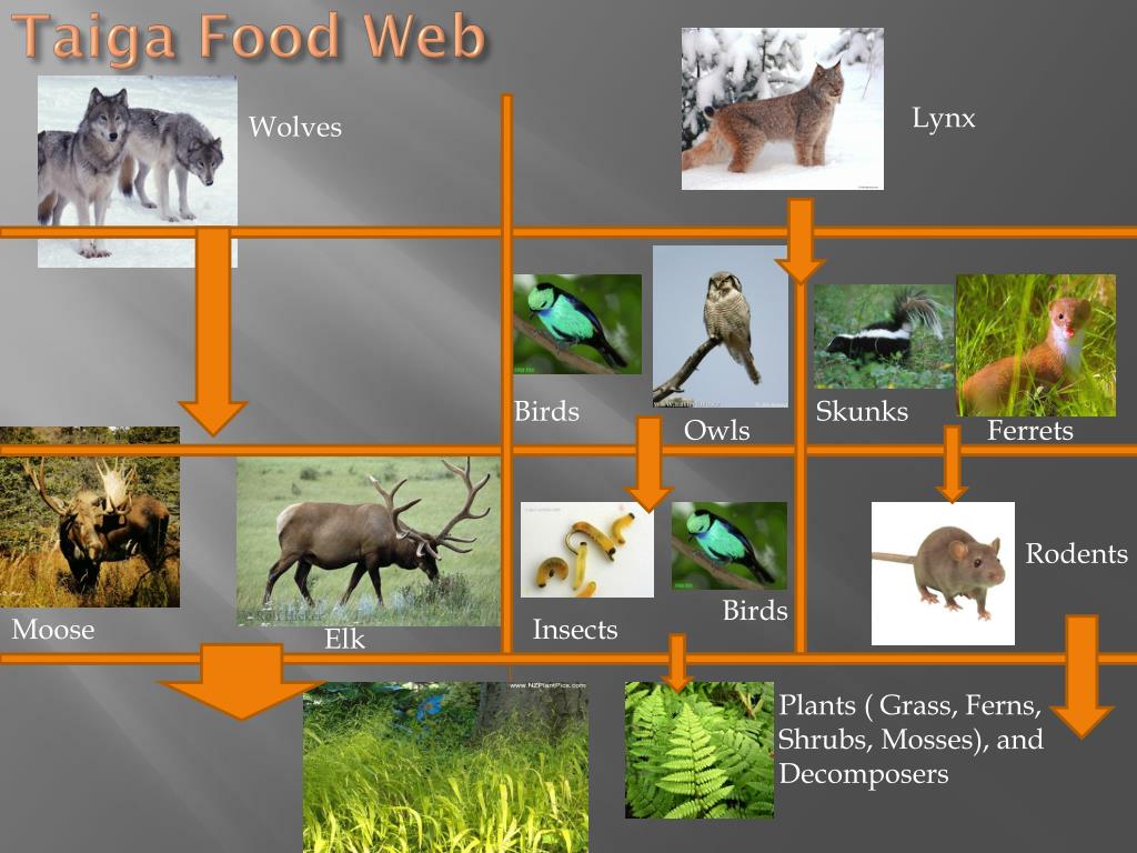 Taiga Food Chain Biology Diagrams