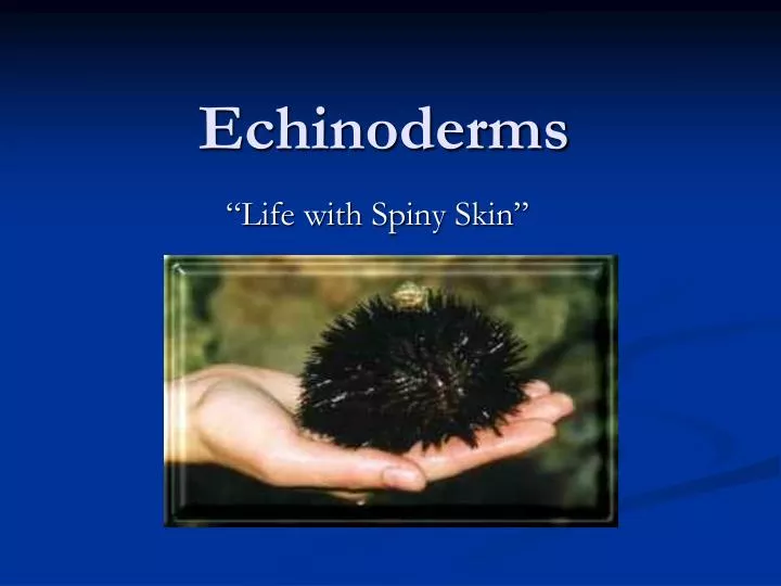 echinoderms n.