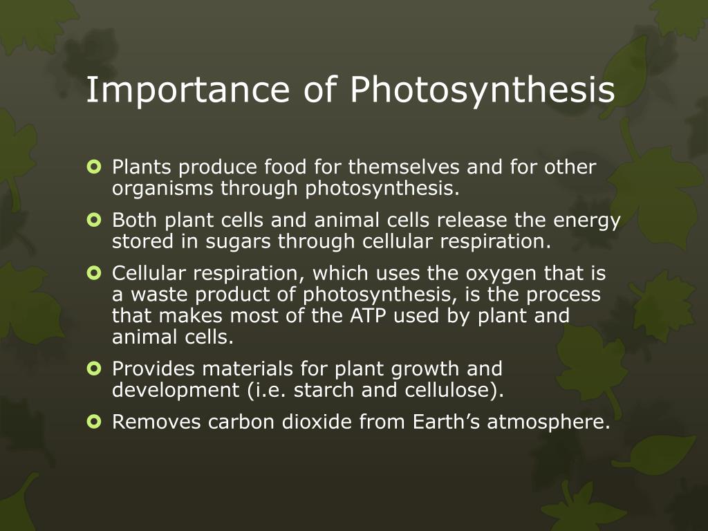 PPT - Plants – Where Do They Get Their Energy? PowerPoint Presentation -  ID:2138209