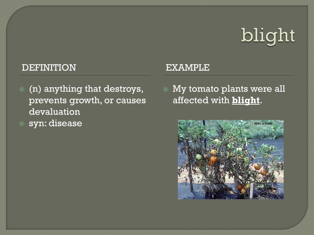 removing blight definition removing blight definition